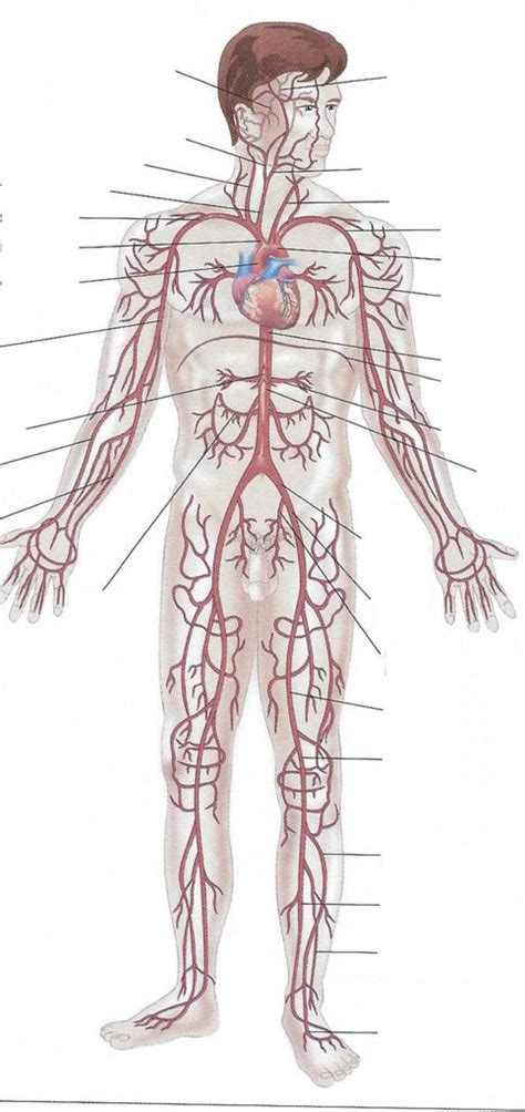 Lab 5 Arteries Diagram Quizlet