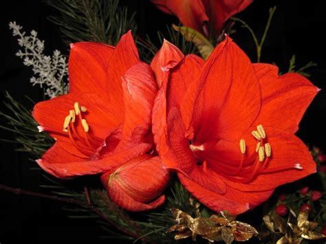 Amaryllis Closeup Red Hd Wallpaper Rare Gallery