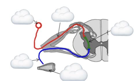 Reflex Arc Diagram Quizlet