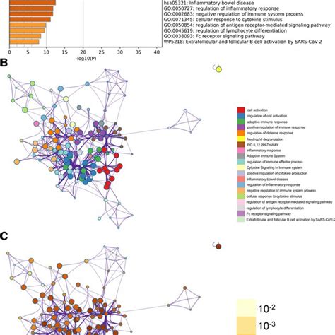 Metascape enrichment analysis. (A) Positive regulation of Fc receptor ...