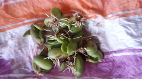 How to Grow Bean Sprouts Indoors - wikiHow