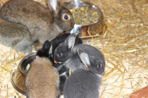 Tierschutzverein Im Landkreis Biberach E V Kleintiere Allgemein