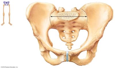 Anatomy Of The Pelvic Bone Lab Exam Diagram Quizlet