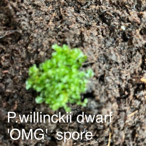 Yahoo P Willinckii Dwarf Omg Spore