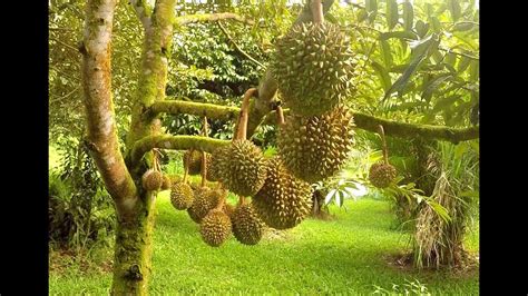 Durian The King Of Fruits Youtube