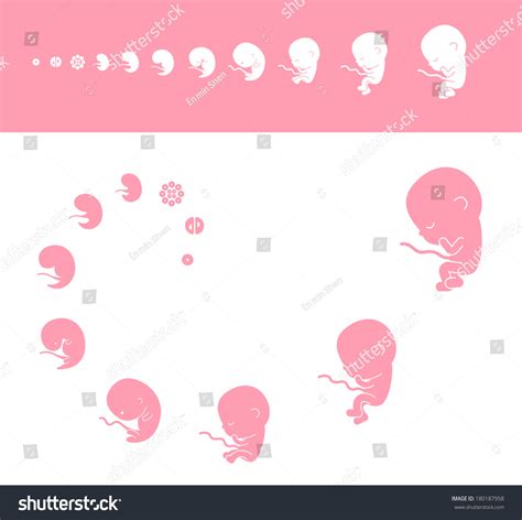 Stages Human Embryonic Development Stock Vector (Royalty Free) 180187958