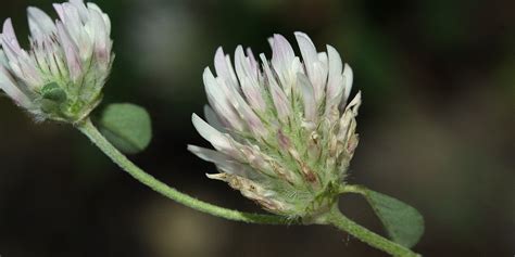 Trifolium trichopterum - The Bulgarian flora online
