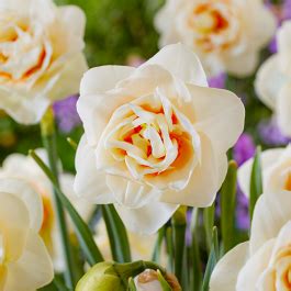 Narcissus Daffodil Gay Tabor Order Online In EU Directly From The Netherlands