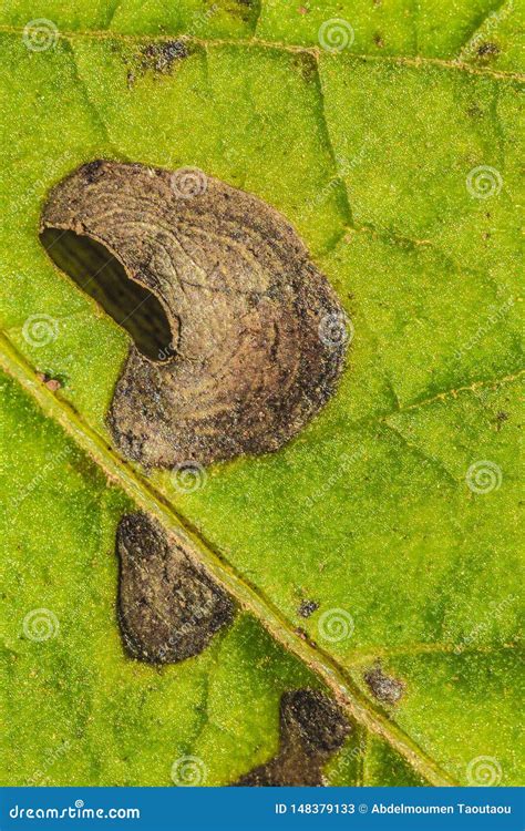 Feuille De Pomme De Terre Attaqu E Par Alternaria Solani Image Stock