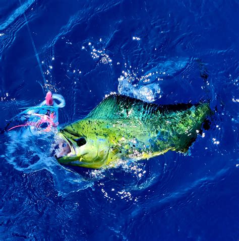 Obituaries In Fremont - California - With heavy hearts, we announce the