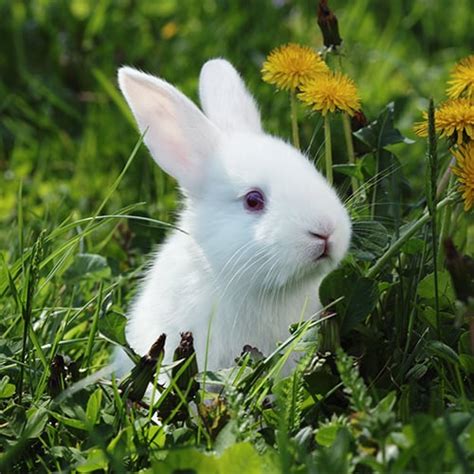 39 Most Famous Bunnies Of All Time 247 Wall St