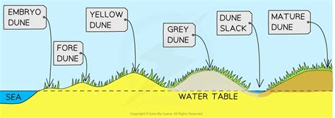 Sand Dunes SL IB Geography Revision Notes 2019