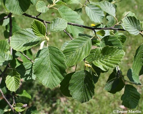 European White Alder - Alnus incana - North American Insects & Spiders