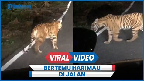 Detik Detik Pengendara Mobil Papasan Dengan Harimau Sumatera Di Jalan