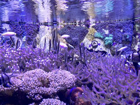 Aquariums Antibes Aquariophile Facile En Eau Douce Et Marine