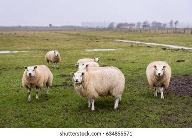 Schafe Beim Grasen Auf Dem Deich Stock Photo Shutterstock