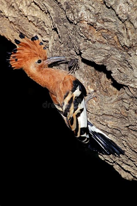 African Hoopoe At Nest With Prey Stock Image Image Of Beak Natural