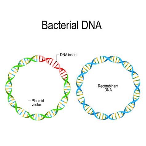 40 Recombinant Dna Stock Illustrations Royalty Free Vector Graphics