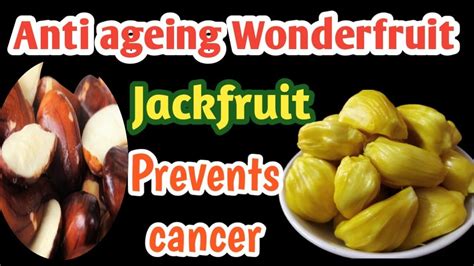 Jackfruit Tree Miracle Tree Secret Health Benefits Of Jackfruit Seeds