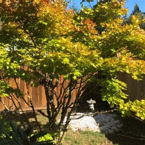 Sexy Ass Dancers Free Hentai HD Porn Video XHamster