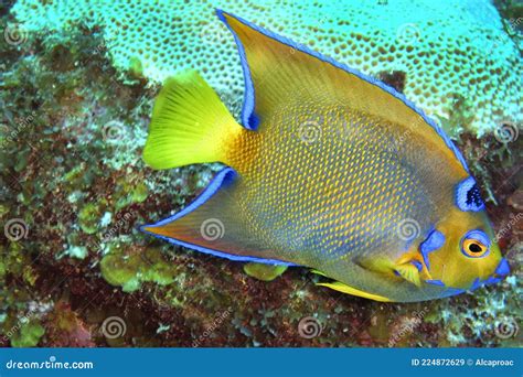 Queen Angelfish Caribbean Sea Playa Giron Cuba Stock Image Image