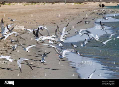 Sandwich Terns Thalasseus Sandvicensis And Royal Terns Thalasseus