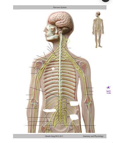 Nervous System Anatomy Flashcards Quizlet