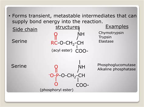 Mechanism of enzyme catalysis | PPT