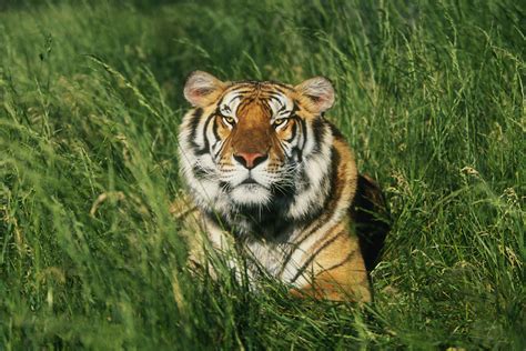 Types Of Tigers With Names