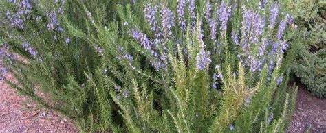 Salvia, Upright Rosemary Salvia rosmarinus 'Pyramidalis'