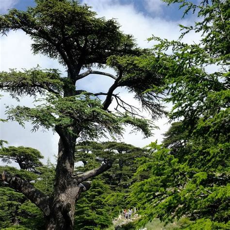 cedar tree of lebanon 3