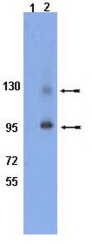 Anti Interferon Antibody Serum Chemicon Sigma Aldrich