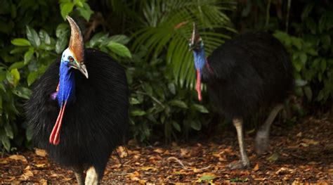 Daintree Rainforest Tour Explore The Ancient Rainforest