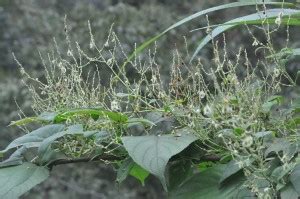 Горец многоцветковый, или Фаллопия (Fallopia multiflora)