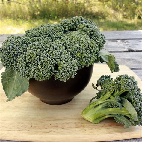 Broccoli - Haroldson Farms