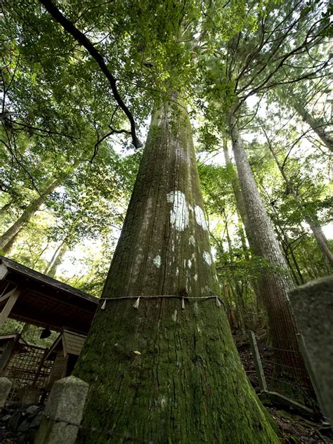 大杉谷の大杉【県指定天然記念物】 観光スポット 観光三重かんこうみえ