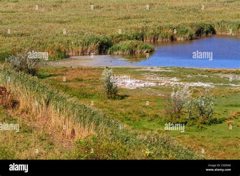 Reed Paisaje De Correa En El Parque Nacional Del Lago Neusiedl Seewinkel La Frontera Austro