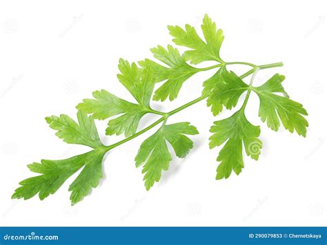 Sprigs Of Fresh Green Parsley Leaves Isolated On White Stock Image