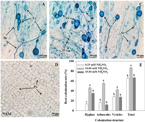 Frontiers Effects Of Arbuscular Mycorrhizal Fungus Inoculation On The