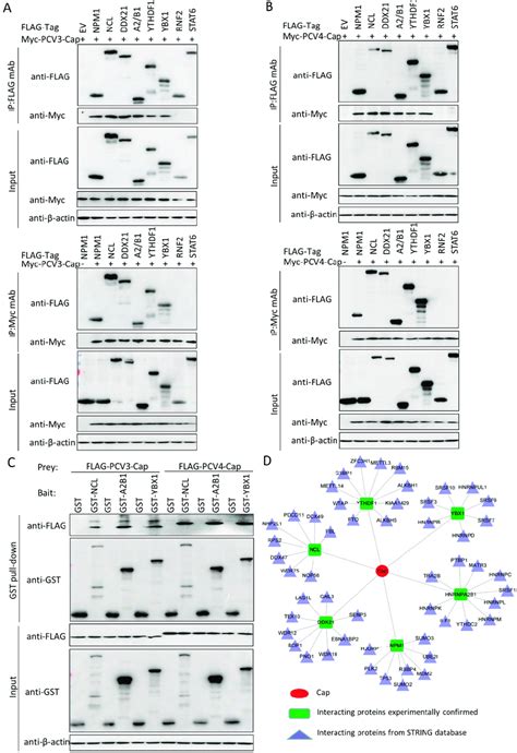 Validation Of Cap Host Protein Interactions A B Hek293t Cells Were