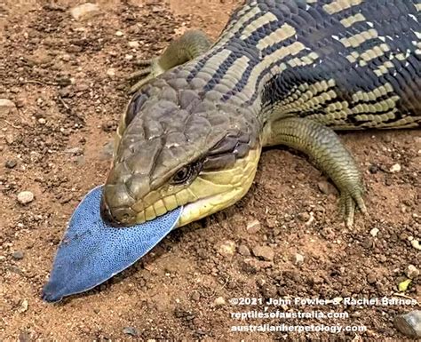 Tiliqua Scincoides Scincoides Eastern Bluetongue