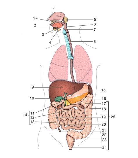 Digestive System Overview Diagram Quizlet