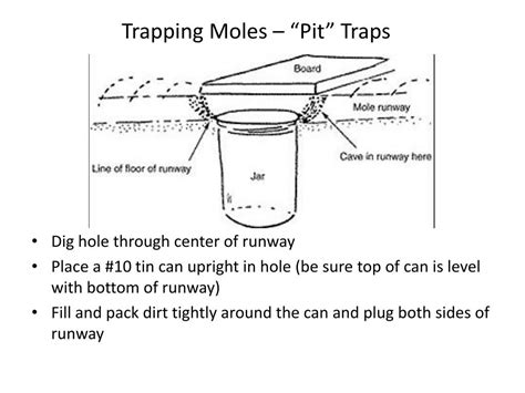 PPT - Moles and Voles PowerPoint Presentation, free download - ID:1550566