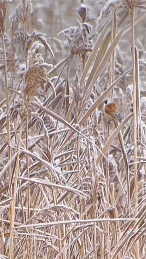 Elmley NNR On Twitter Thanks To Peter Glover Who On Saturday Found A