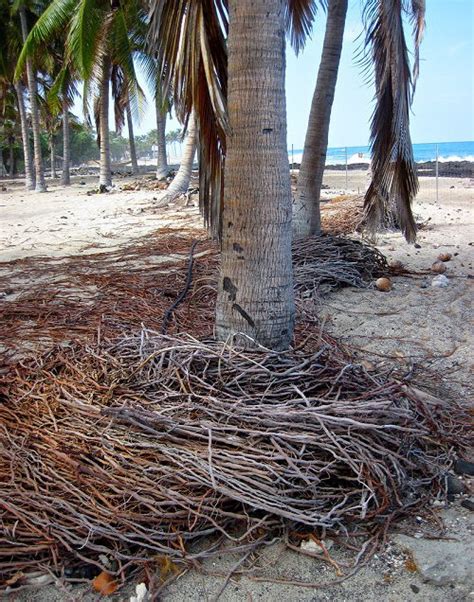 Palmetto Tree Root System Explained Balcony Garden Web