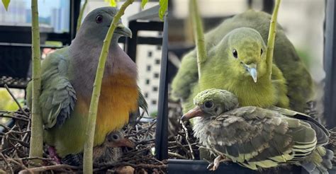 S'pore man documents month-long journey of pink-necked green pigeon ...