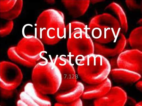 PPT - Circulatory System PowerPoint Presentation, free download - ID ...