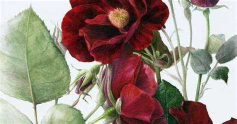 Elaine Searle Botanical Painter Masterpiece Tuttart