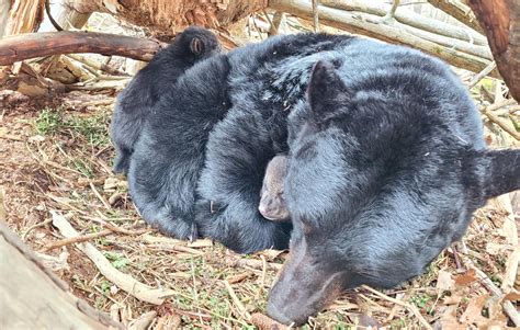 Researching Black Bears In Winter Dens