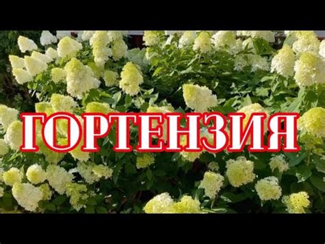 ГОРТЕНЗИЯ. 100% ЛУЧШАЯ ВЕСЕННЯЯ ПОДКОРМКА ДЛЯ ГОРТЕНЗИЙ. - YouTube